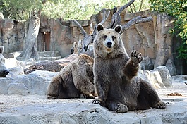 熊,動物園,馬德里