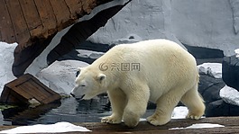 北極熊,動(dòng)物園,野生動(dòng)物