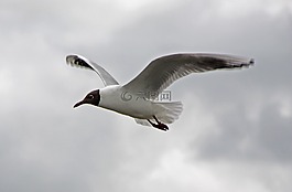海鷗,北海,鳥