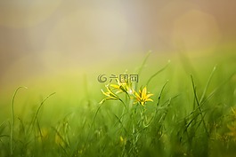 草,字段,性質(zhì)