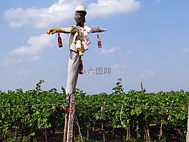 葡萄園,葡萄樹,稻草人