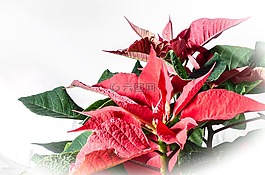 一品紅,紅葉,來臨