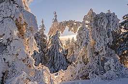 冬天,雪,寒冬