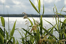 蘆葦,性質(zhì),廠