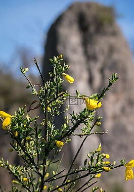 掃帚,巖,芽
