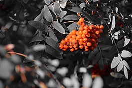 rowanberries,浆果,布什