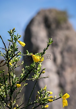 掃帚,巖,芽