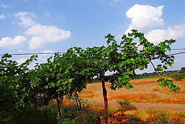 葡萄園,葡萄樹,農(nóng)業(yè)