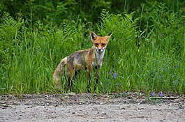 ?？怂?紅狐,野生