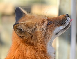 ?？怂?紅狐,野生