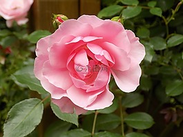 玫瑰,粉紅色,開花