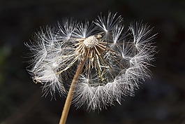 蒲公英,雜草,自然