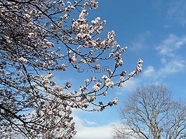 春天,樹,花