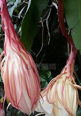 epiphyllum anguliger,花,epiphyllum