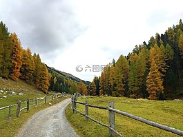 秋季,離,森林