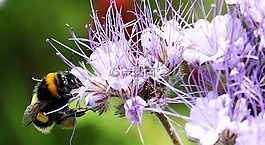 野花,艾菊 phazelie,bueschelschoen