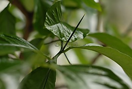 工廠,柑橘,刺