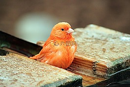 鳥,動(dòng)物世界,動(dòng)物