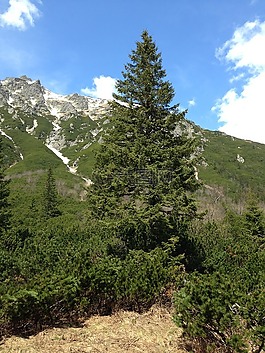 樹,云杉,性質(zhì)