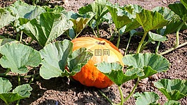 南瓜,花園,水果