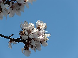 春天,樹,花