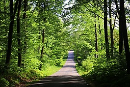山毛榉林,路,农村