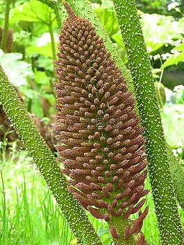猛犸象表,gunnera manicata,开花