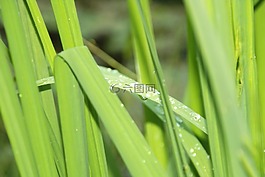 草,性質(zhì),綠色