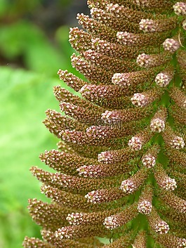 猛犸象表,gunnera manicata,开花