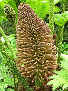 猛犸象表,gunnera manicata,开花