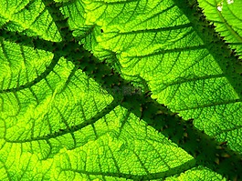 猛犸象表,gunnera manicata,巨型大黄
