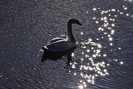 天鵝,動物,鳥