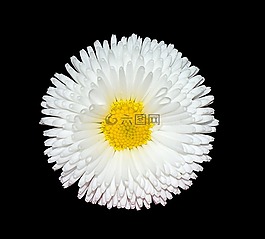 雛菊,白,花園