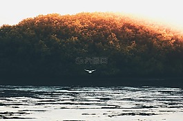 樹,鳥,飛行