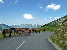 法國,路,馬匹