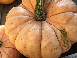 南瓜,關(guān)閉,秋季