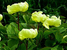 牡丹,黃色,花