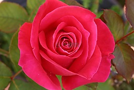 玫瑰,粉紅色,開花