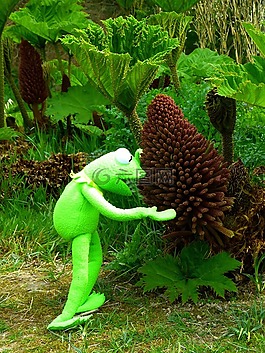 猛犸象表,gunnera manicata,开花