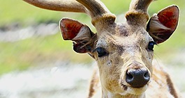 鹿類動物,肖像,動物