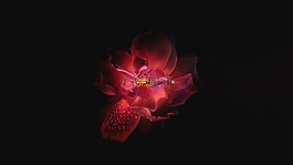花,花瓣,盛開