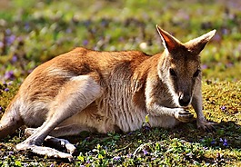 袋鼠,野生動物,動物