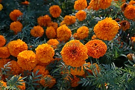 花,黃色,橙