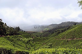 茶花園,景觀,人工林