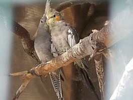 鸚鵡,鳥,舒適