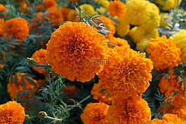 花,黃色,橙