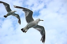 海鷗,新增功能,海