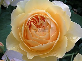 玫瑰,花,花瓣