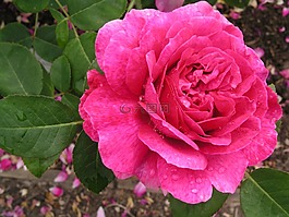 花,自然,植物區(qū)系