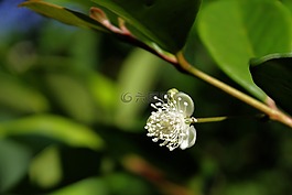 海滩樱桃花,植物,花